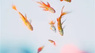 ҵƬ-缯